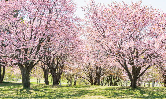 真駒内公園桜並木